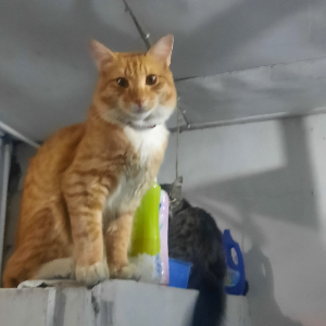 image-komik-gobbling-the-goblin-chapter-9-end-36/40