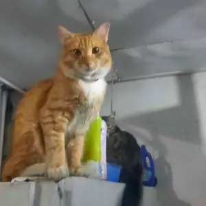 image-komik-gobbling-the-goblin-chapter-9-end-36/40