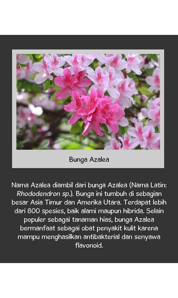 Halaman 50 dari 54